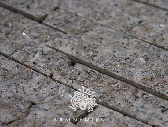 Rosa Beta - изображение 2