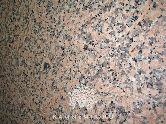 Rosa Porrino - фото 1