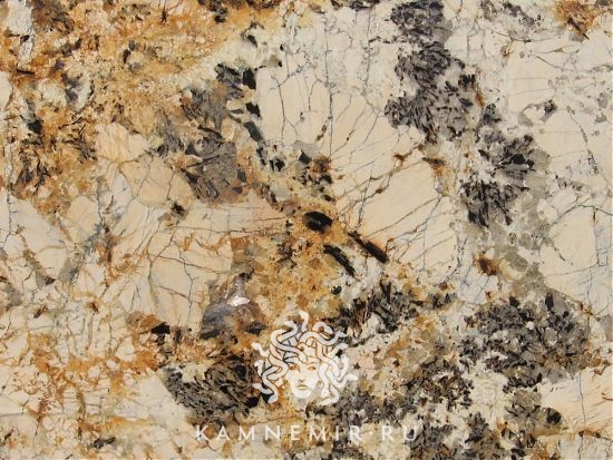 Delicatus Gold / Delicatus Brown