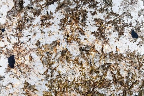 Delicatus Gold / Delicatus Brown - изображение 4